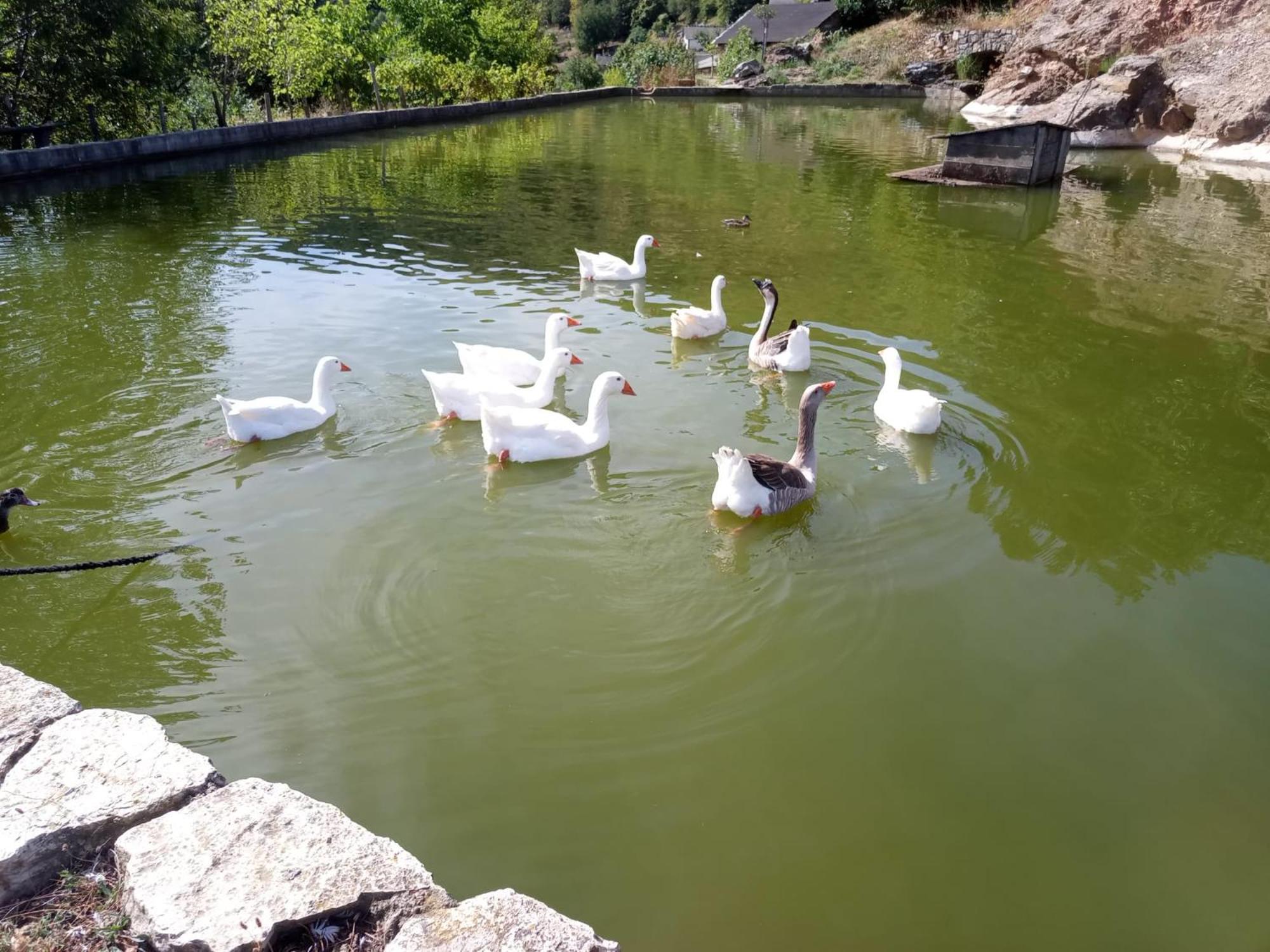Готель La Ferme Des Cevennes Florac Екстер'єр фото