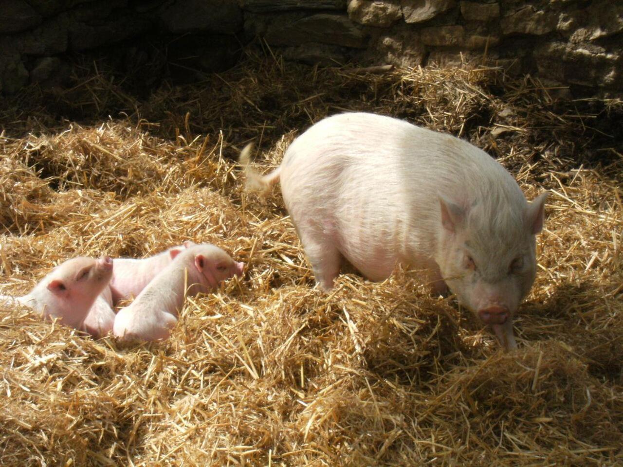 Готель La Ferme Des Cevennes Florac Екстер'єр фото